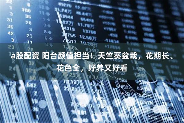 a股配资 阳台颜值担当！天竺葵盆栽，花期长、花色全，好养又好看